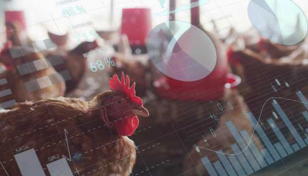 Benefits Of Poultry Management Software
