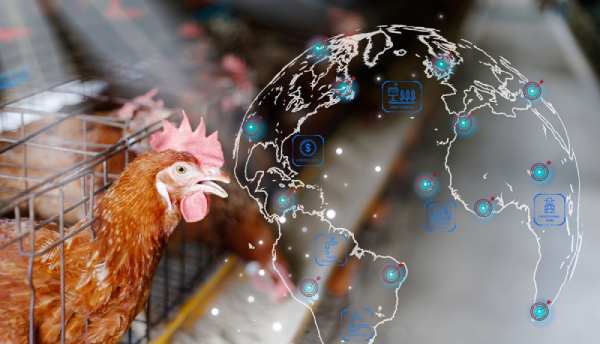Chick Quality Scoring Delivery Management Kuwait