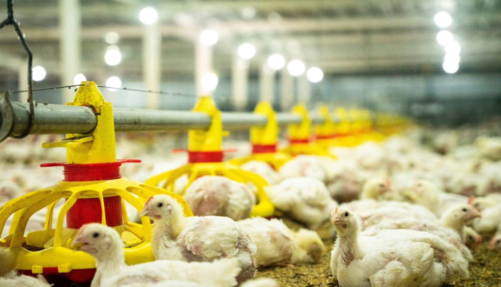 Chick Quality Scoring Delivery Management Nigeria