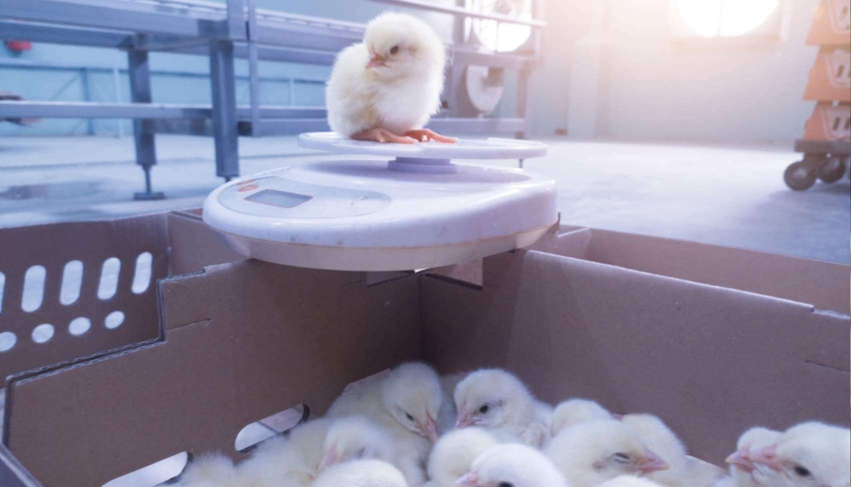 Feed Cost Management Philippines Breeder Operations Track Every Gram