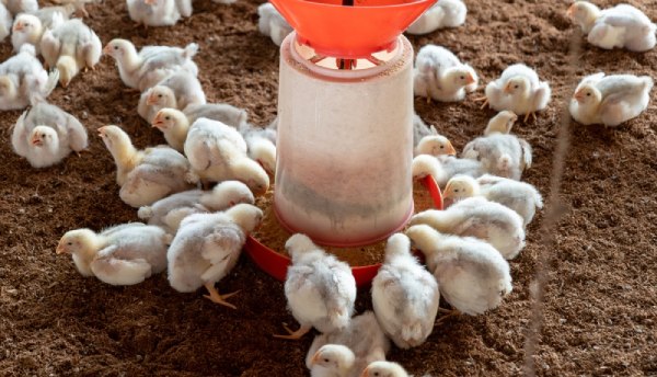 How Poultry Management Software Reduce Feed Cost Fcr