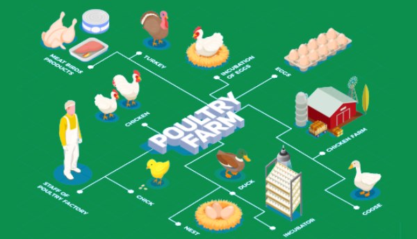 Kuwait Poultry Technology Integrators