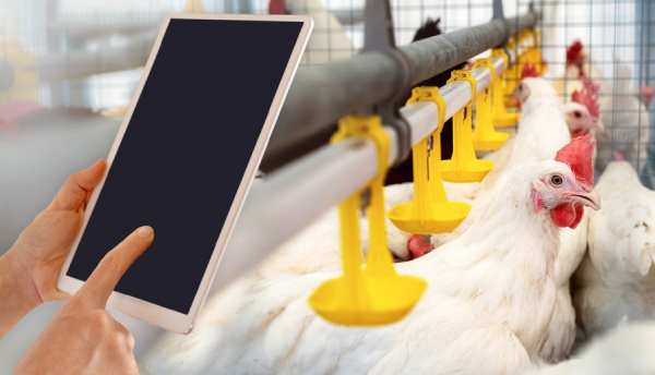 Nigeria Poultry Farm Digital Record Keeping