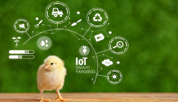 Poultry Management Software Guide 2026