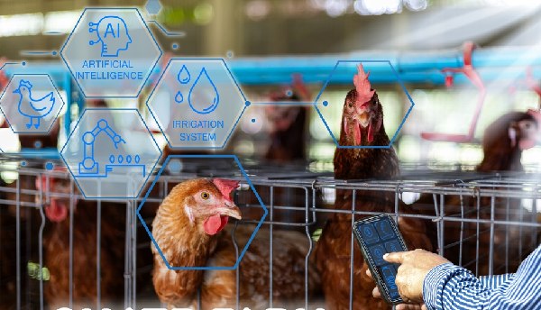 Poultry Software Vs Manual Farm Management