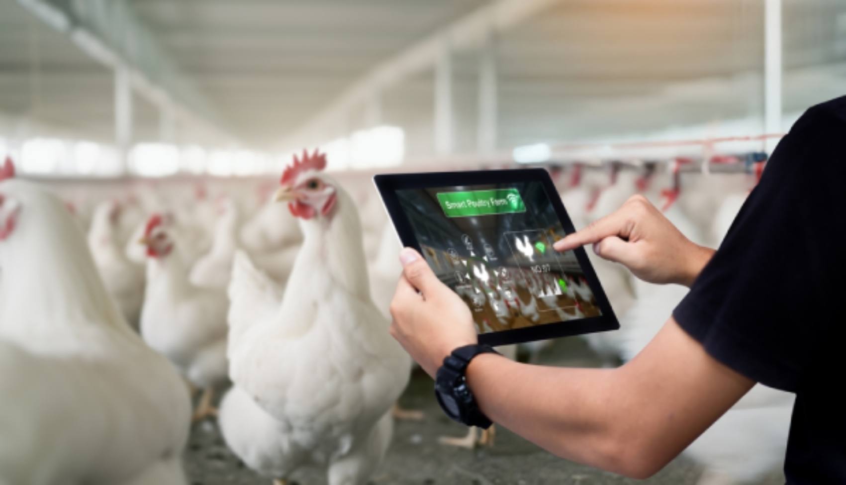 Saudi Arabia Poultry Farm Digital Record Keeping
